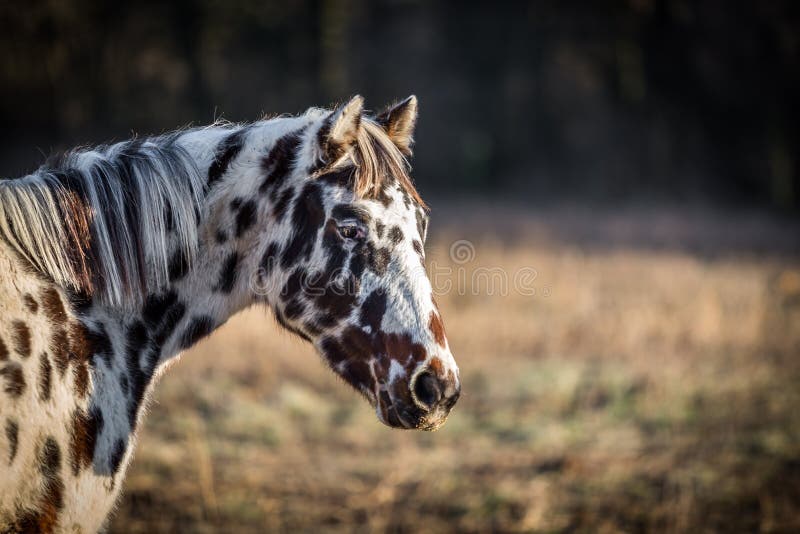 5,280 Appaloosa Horse Images, Stock Photos, 3D objects, & Vectors