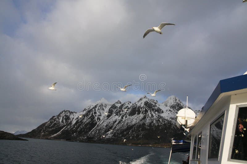 Ship and sea gulls