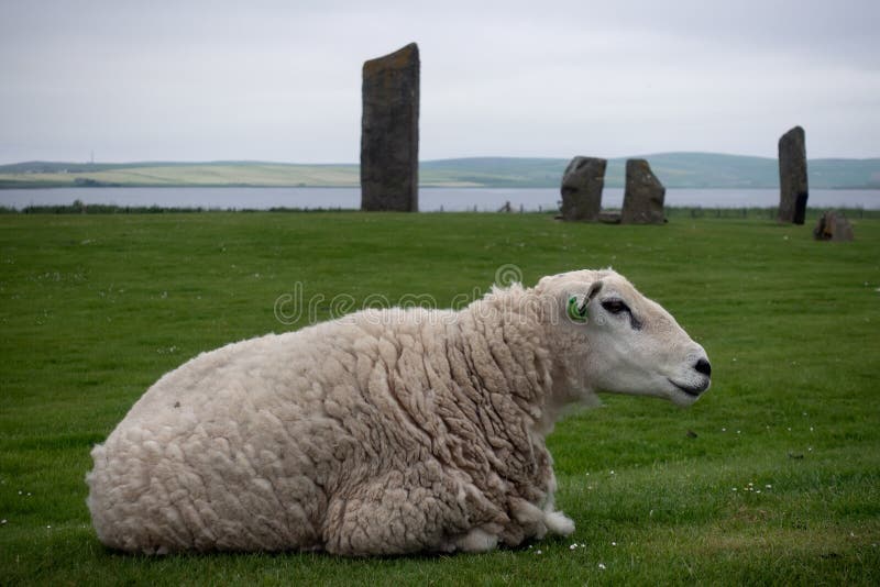 Ship at the Standing Stones of Stenness. Sheep laying on the green grass with the Standing Stones of Stenness in the backgound, Scotland royalty free stock photo Ship at the Standing Stones of Stenness. Sheep laying on the green grass with the Standing Stones of Stenness in the backgound, Scotland royalty free stock photo