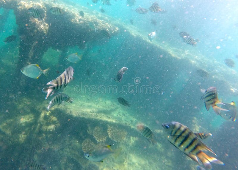 Shipwreck Tangalooma Island Stock Photo - Image of beach, scenery: 32079228