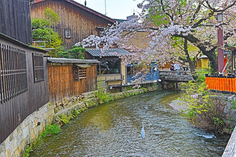 Shirakawa-minami Dori a Kyoto, Giappone fotografia stock libera da diritti Shirakawa-minami Dori a Kyoto, Giappone fotografia stock libera da diritti