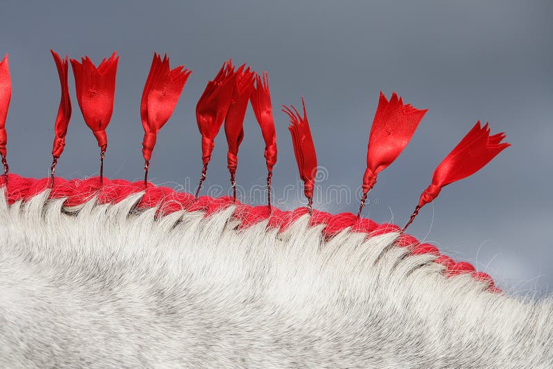 Shire horse mane ribbons. stock photo. Image of ribbons 22694528