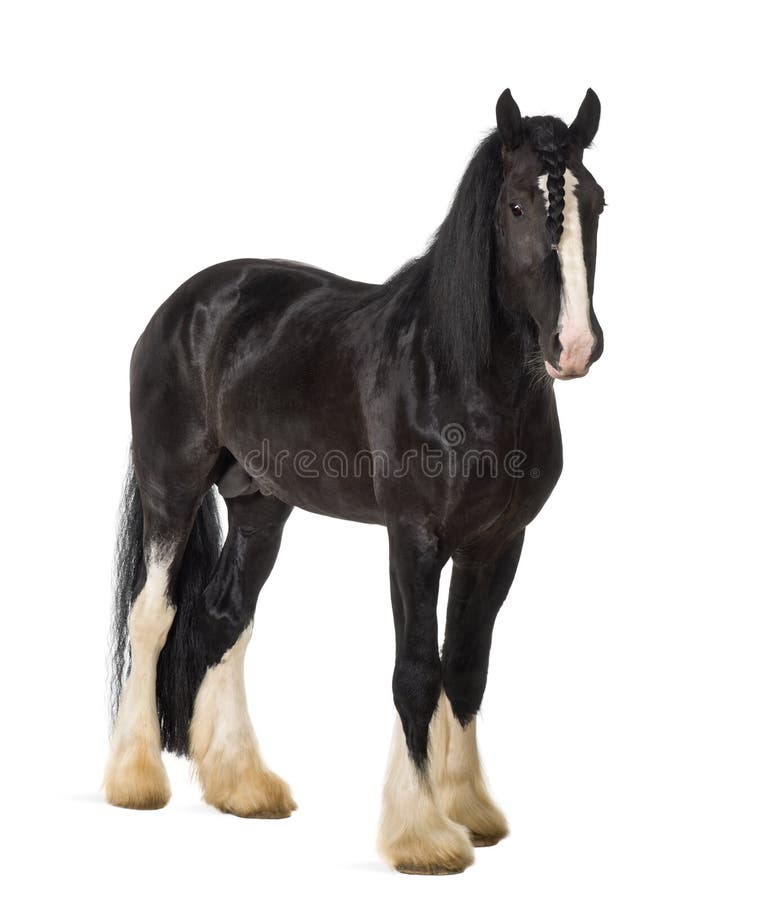 Shire Horse standing