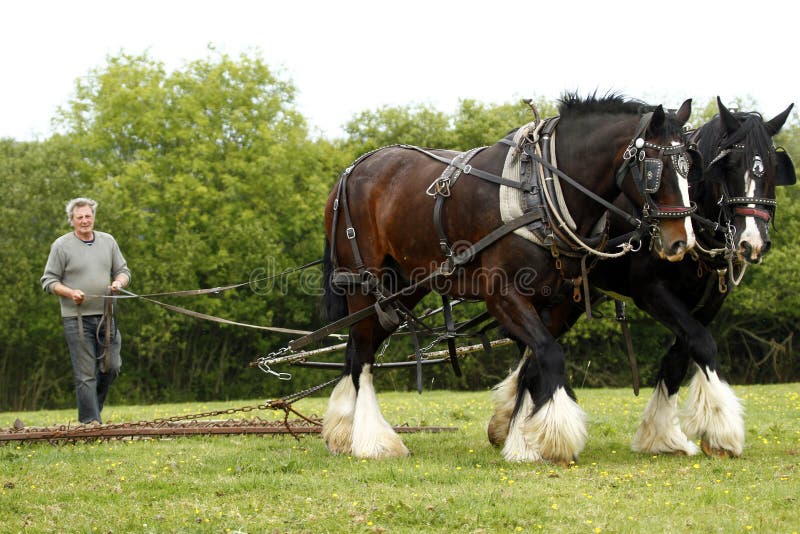 Lavoro Shire Cavalli straziante di un campo in erba in North Devon.