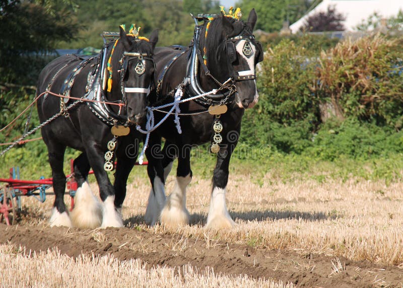 Shire Horses.