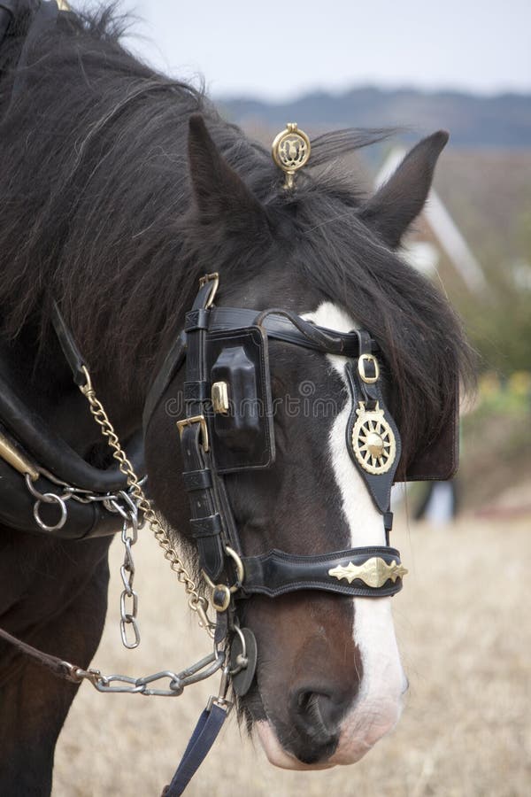 English Horse Brass Stock Photos - Free & Royalty-Free Stock Photos from  Dreamstime