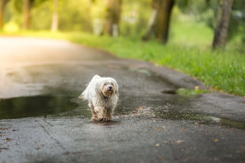 Shit weather stock image. Image of bichon, havanais, road 43322319