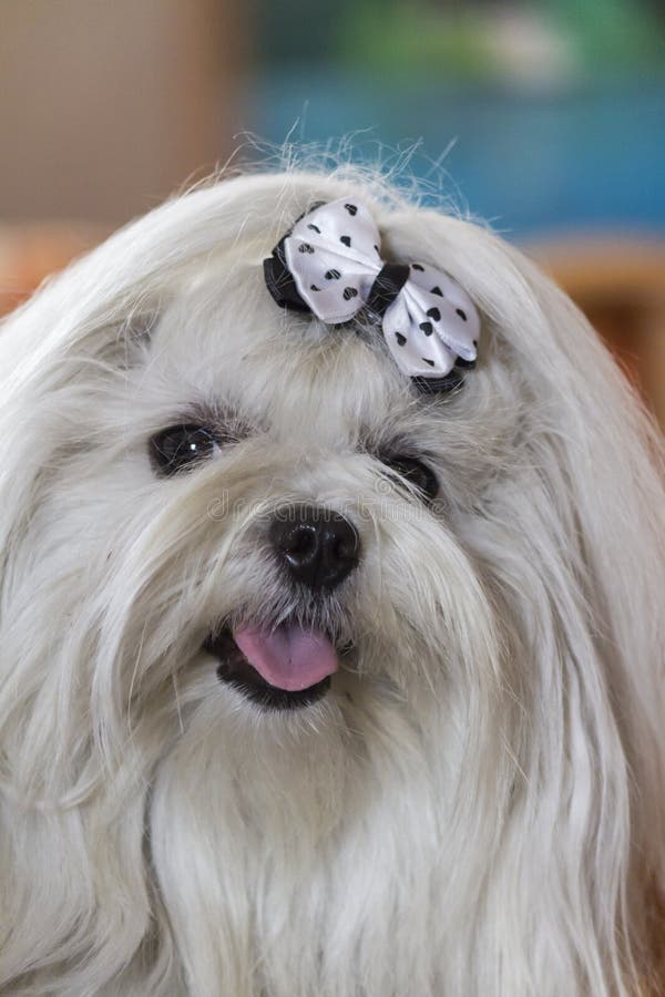 Netter Shitzu Hund Mit Den Hasenohren Und Osterei Lokalisiert Auf