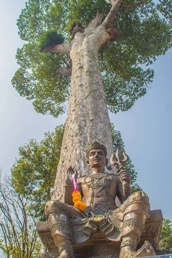 Shiva-Statue unter großer Dipterocarpus-alatus Baumrinde, oben schauend Dipterocarpus-alatus alias 'Yang Na' in der thailändische lizenzfreies stockfoto