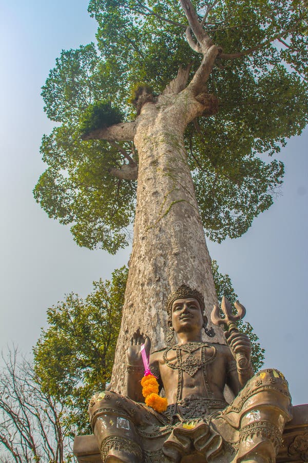 Shiva-Statue unter großer Dipterocarpus-alatus Baumrinde, oben schauend Dipterocarpus-alatus alias 'Yang Na' in der thailändische stockfotografie