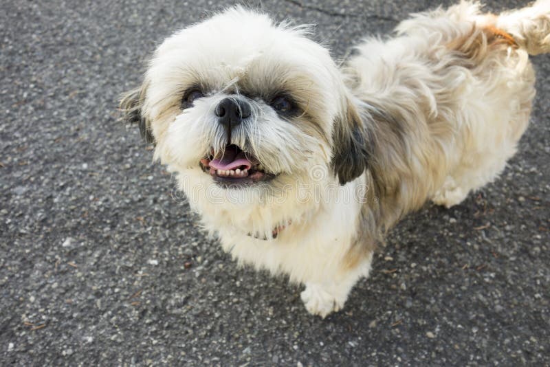 Shizu ein weiblicher Hund stockbild. Bild von straße 81387511