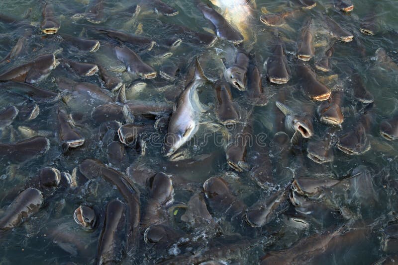 Shoal of fish royalty free stock images