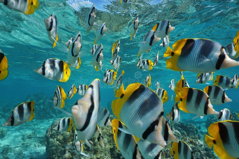 Shoal of Fish Over a Coral Reef Stock Image - Image of lagoon, deep ...