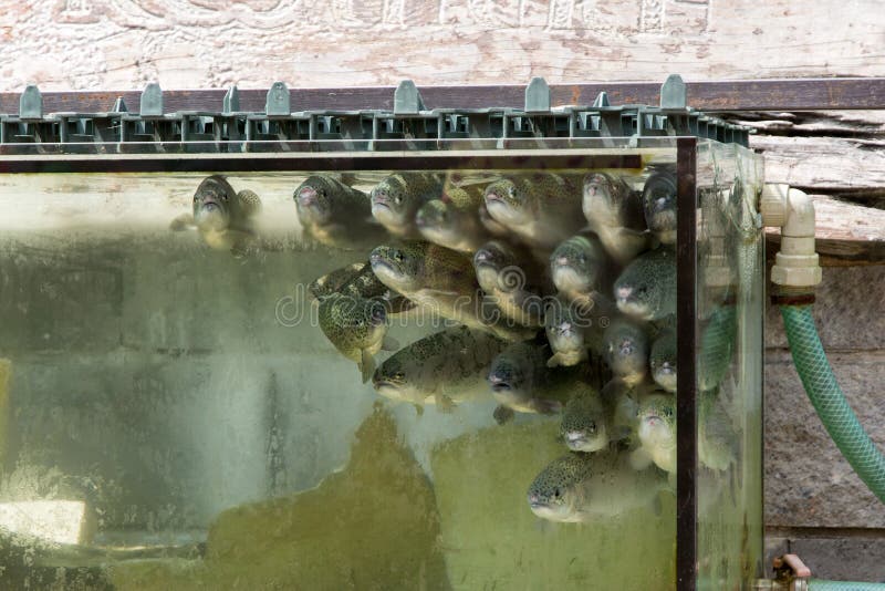 Shoal of Fish in the Corner of the Aquarium Stock Image Image of