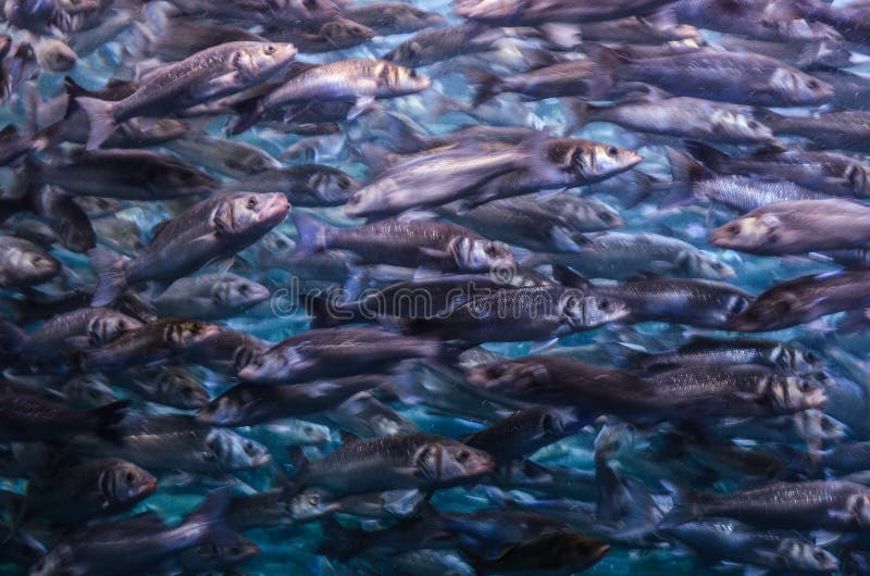 Molti pesci nuotare insieme in acqua.