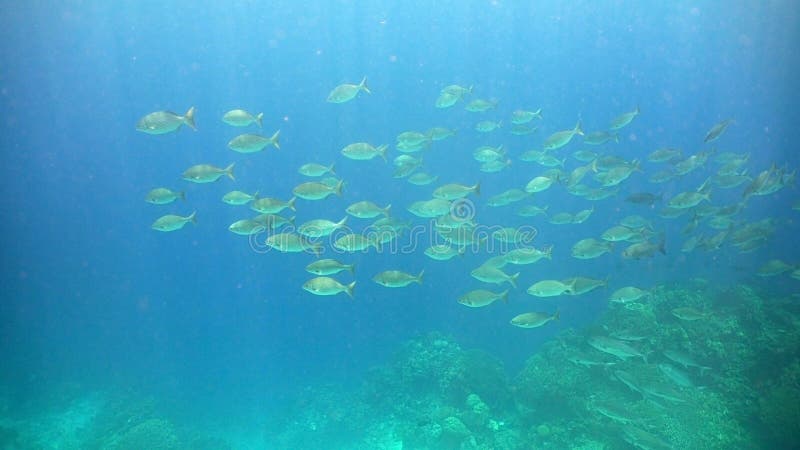 Shoal Tropical Fish. Philippines Stock Image - Image of seascape ...