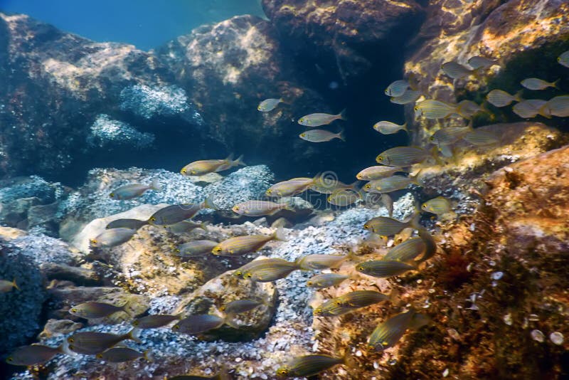 Shoal of Fish with Rock Below Water Surface Underwater Stock Image ...