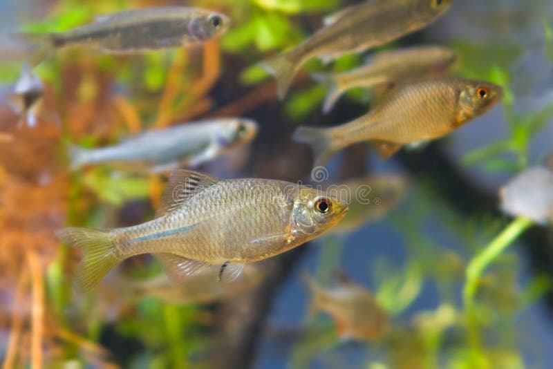 Shoal of Rhodeus amarus, European bitterling and Leucaspius delineatus ornamental freshwater fishes stock photography Shoal of Rhodeus amarus, European bitterling and Leucaspius delineatus ornamental freshwater fishes stock photography