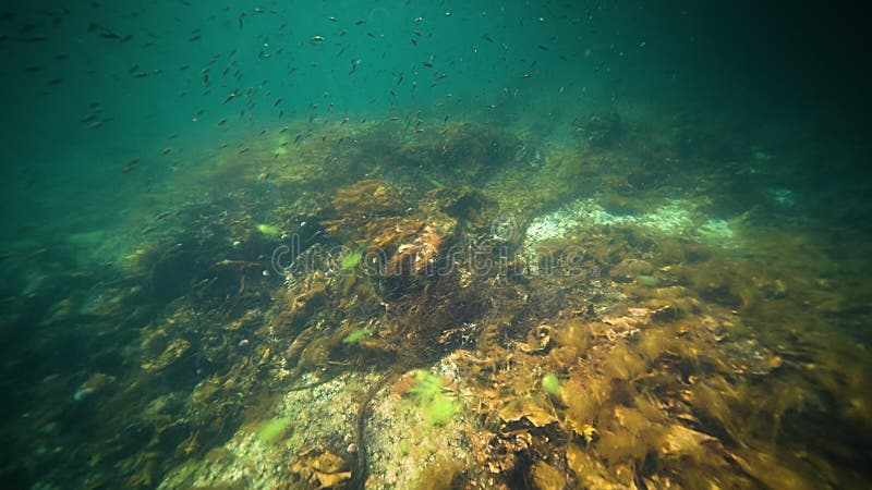 A shoal of small fish swimming in the murky fjord water