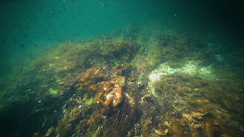 A shoal of small fish swimming in the murky fjord water