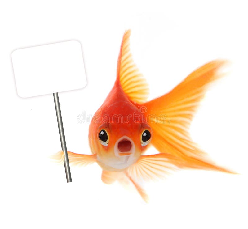 Goldfish Holding Sign Stock Photos - Free & Royalty-Free Stock