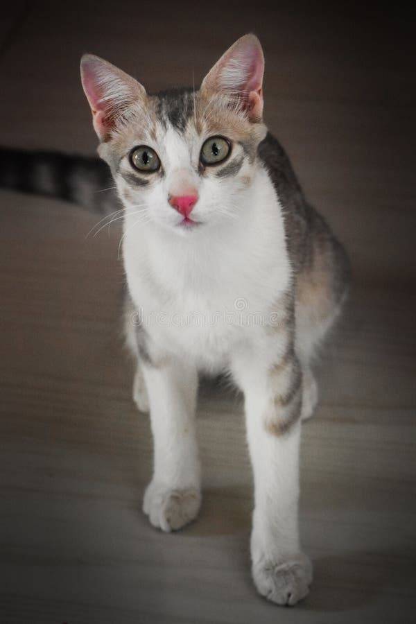 Shocking Cute cat kitten stock image. Image of snout 180765071