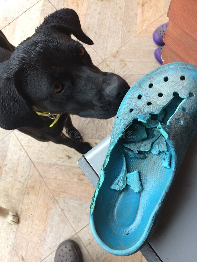 Why Do Dogs Destroy Shoes