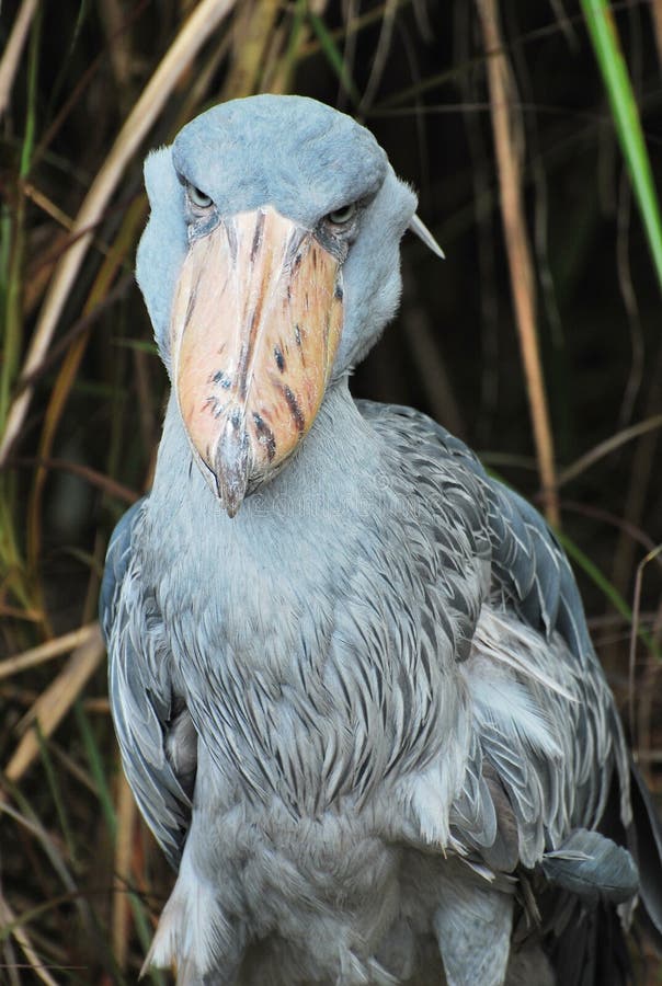 Shoe Pelican Stock Photos Free & RoyaltyFree Stock Photos from