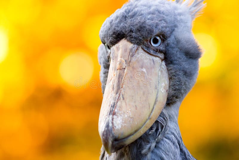 Shoebill, Abu Markub stock image. Image of national, animal - 35208805 Shoebill, Abu Markub stock image. Image of national, animal - 35208805