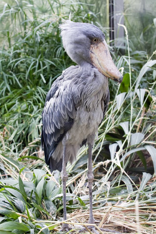Shoebill - Balaeniceps rex royalty-vrije stock afbeeldingen Shoebill - Balaeniceps rex royalty-vrije stock afbeeldingen