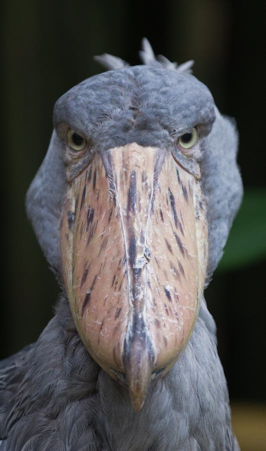 Shoebill, Balaeniceps rex, als whalehead of schoen-gefactureerd ooievaarsportret ook wordt bekend die de camera bekijken die stock foto Shoebill, Balaeniceps rex, als whalehead of schoen-gefactureerd ooievaarsportret ook wordt bekend die de camera bekijken die stock foto