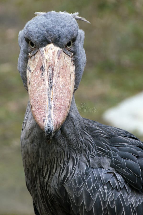 the shoebill bird the shoebill bird
