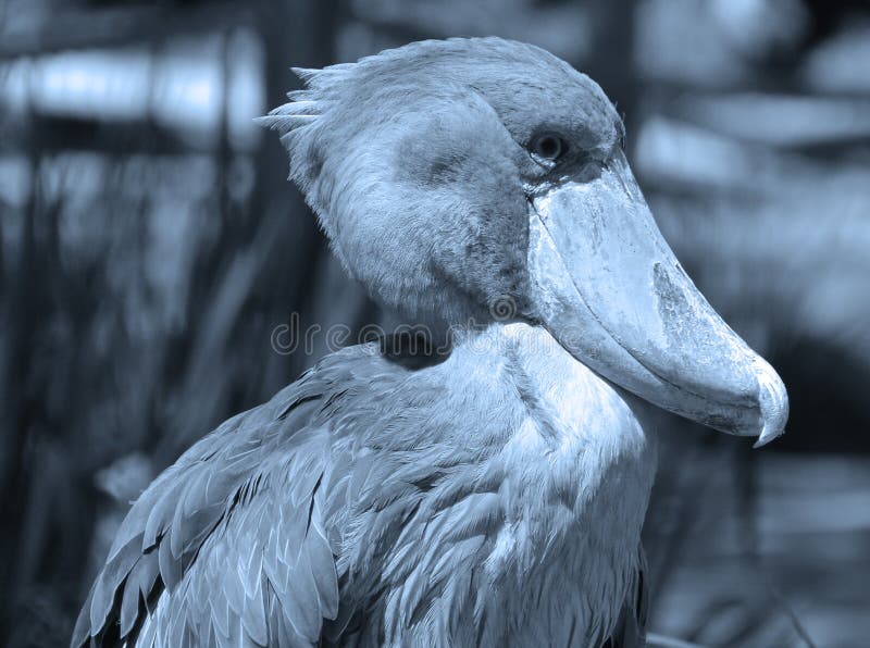 Shoebill storks are native to East-Central Africa