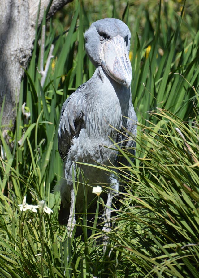 Shoebill storks are native to East-Central Africa.