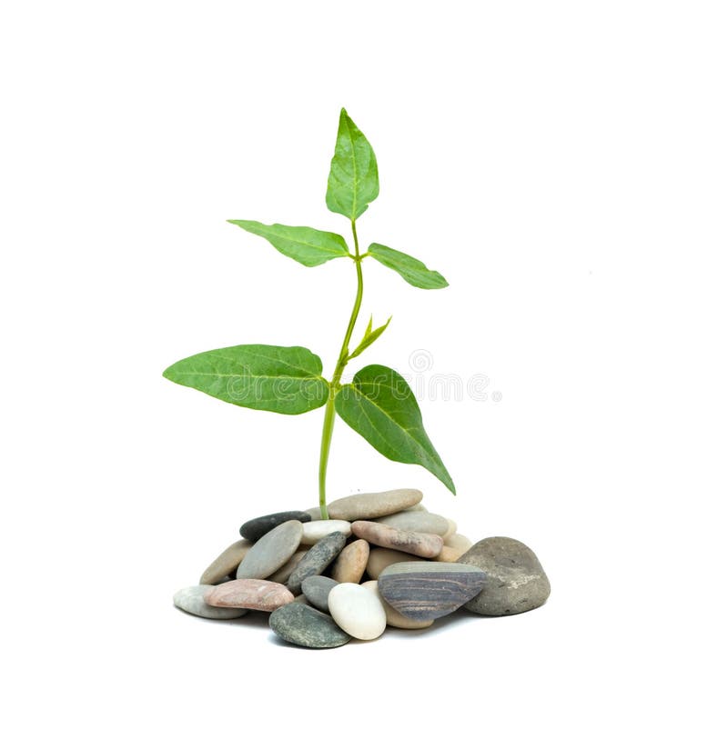 Shoot of tree growing from pebbles