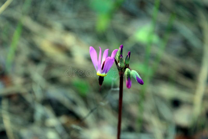 Shooting Star stock image. Image of shootingstar, hikeredding 42592637