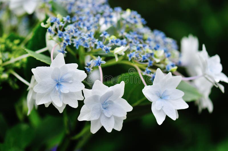 Shooting Star Hydrangea stock image. Image of hydrangea 25541953