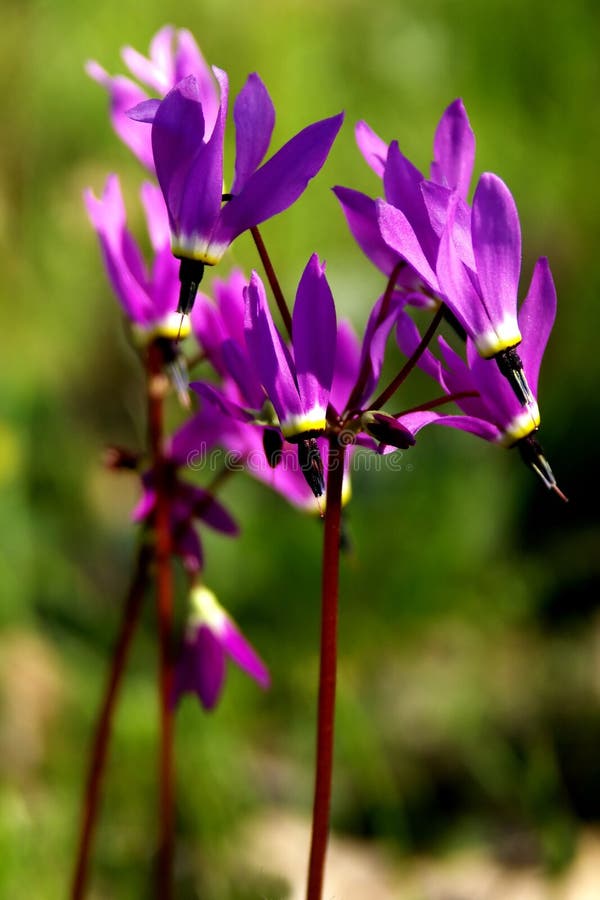 Shooting Stars Oregon Wildflowers Stock Image Image of pacific, field 680739