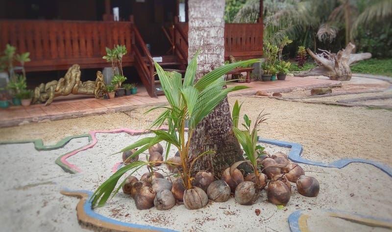 Shoots of Coconut placed under a coconut tree royalty free stock photos