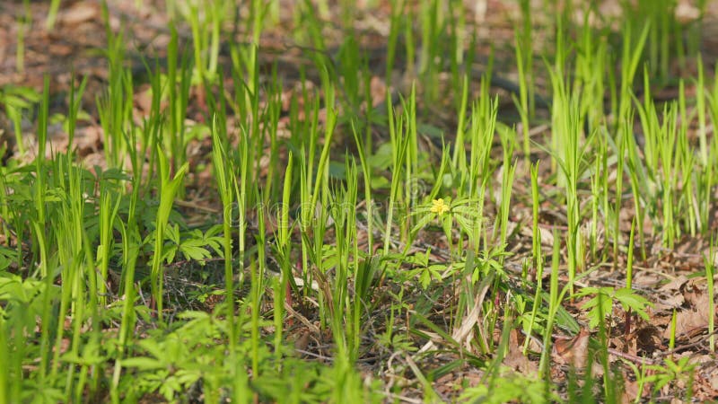 Shoots lilies of the valley in the forest. Free space, natural concept. Warm spring day. Pan. royalty free stock photography