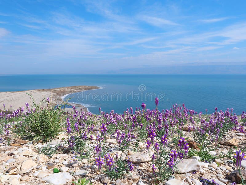 Beautiful Purple Linaria Haelava Flowers Bloom off the Coast of the Dead Sea. Beautiful Purple Linaria Haelava Flowers Bloom off the Coast of the Dead Sea