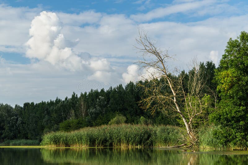 Shore with green trees in wetlands of Danube river, Slovakia