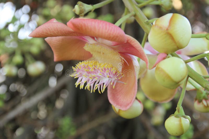 Shorea Robusta, Also Known As Sal or Shala Tree, is a Species of Stock