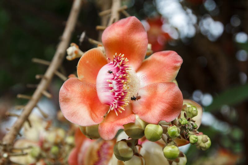 Shorea Robusta Tree Sal Fruit Tree Thai Temple Stock Photos Free