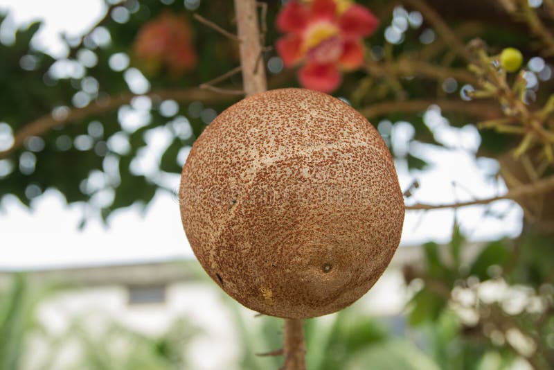 Shorea Robusta Tree or Sal Fruit Tree in Thai Temple Stock Image