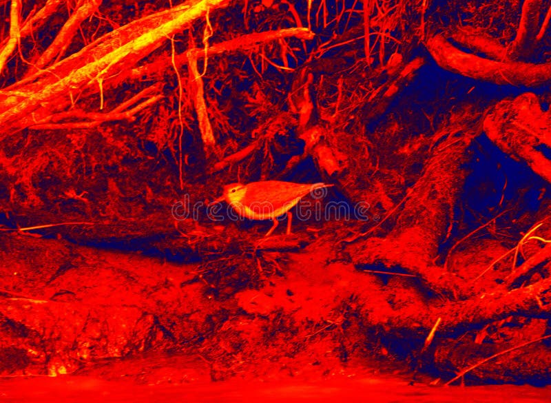 Shorebird infrared stock photo. Image of imaging, scan 244689014