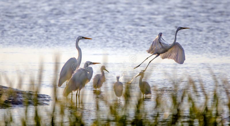 Shorebirdägretthäger och häger, Hilton Head Island arkivfoto Shorebirdägretthäger och häger, Hilton Head Island arkivfoto