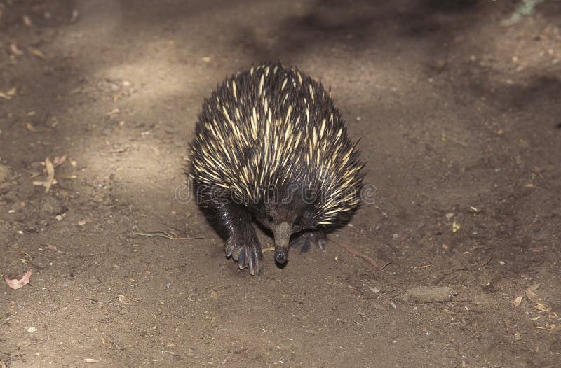  Echidna Standing  Near A Tree Surrounded By Grass Under 
