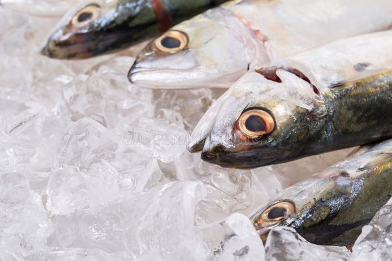 Short Bodied Mackerel on Ice I Stock Photo Image of aquatic, diet