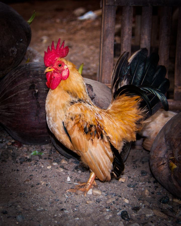 Short Chicken, One of the Popular Ornamental Chickens Stock Image